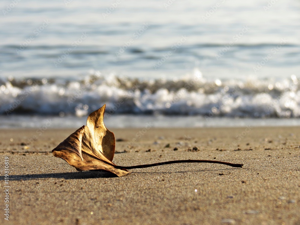 Hoja seca en la playa, principio de otoño, final del verano Hoja seca en la playa, principio de otoño, final del verano
