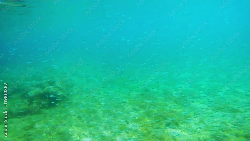 shoal of small fish in Sardinia shoal of small fish in Sardinia