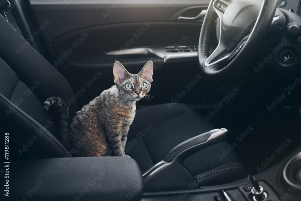 Beautiful Devon Rex cat is sitting in a car seat ready to a road trip. Feline is feeling comfortable and relaxed. Train your cat to travel together. Travel with pets concept