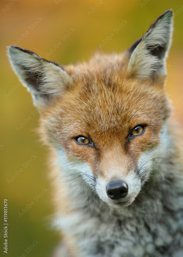 Fototapeta premium Portrait of a young male red fox