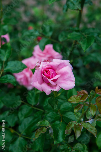 Wallpaper Mural beautiful flowers of roses Torontodigital.ca