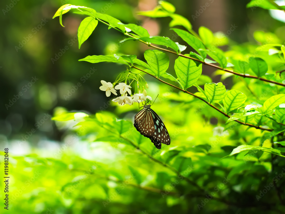 Butterfly on Wrightia religiosa, a kind of flower Butterfly on Wrightia religiosa, a kind of flower
