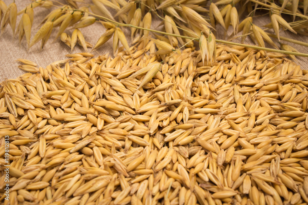 oat grain closeup oat grain closeup
