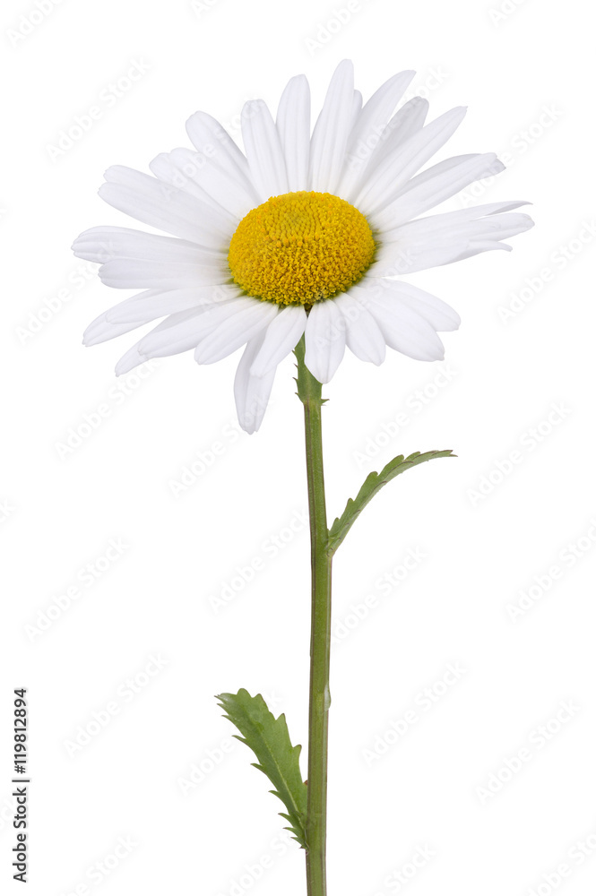 Fototapeta premium Daisy isolated on white