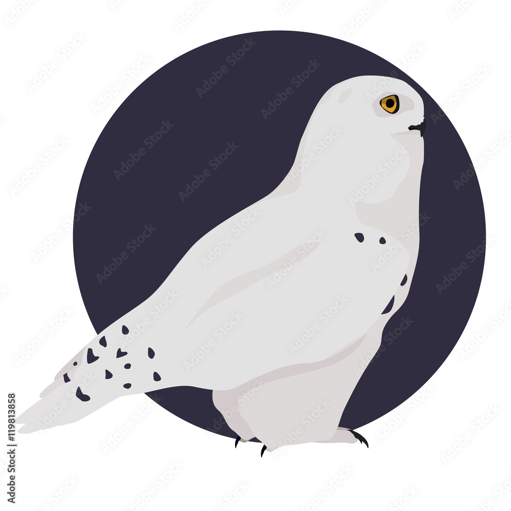 White polar owl vector illustration. Snowy owl on blue background. White polar owl vector illustration. Snowy owl on blue background.