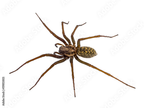 Black House spider isolated on white