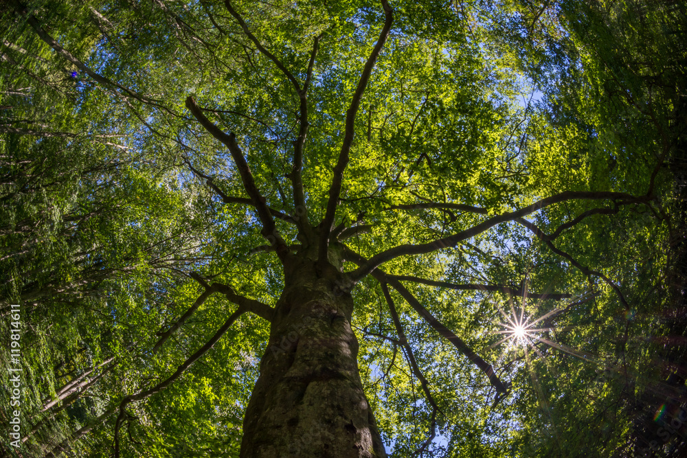 Sun shining through the canopy of tall tree