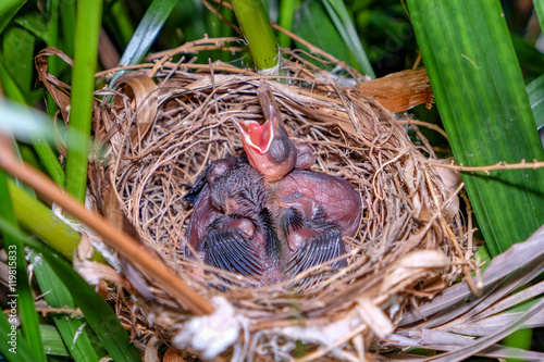 New born bird in the nest.