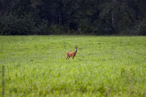 Deer in meadow