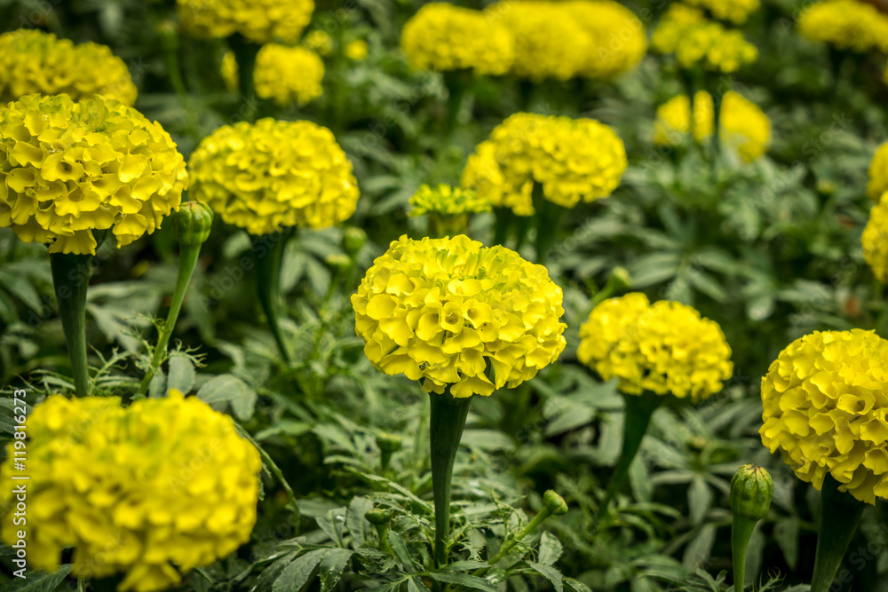 Orangeand yellow Marigold flower Orangeand yellow Marigold flower