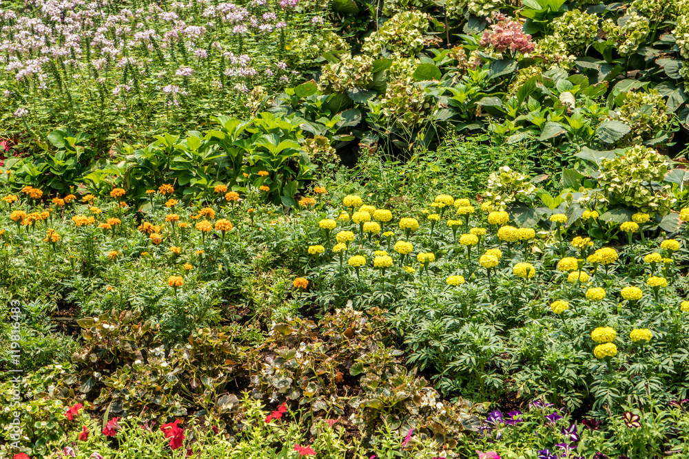 field of colorful flowers