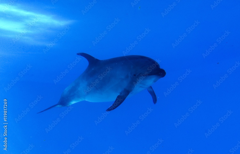 Fototapeta premium Dolphin swimming in the aquarium