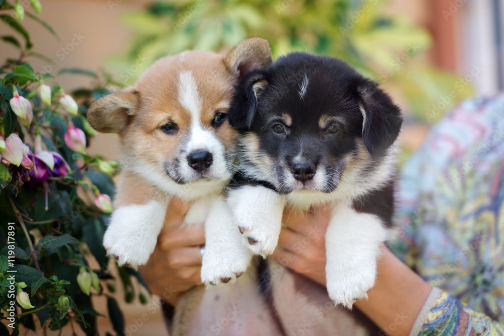 two adorable corgi puppies close up two adorable corgi puppies close up
