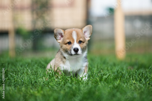 red welsh corgi puppy posing outdoors
