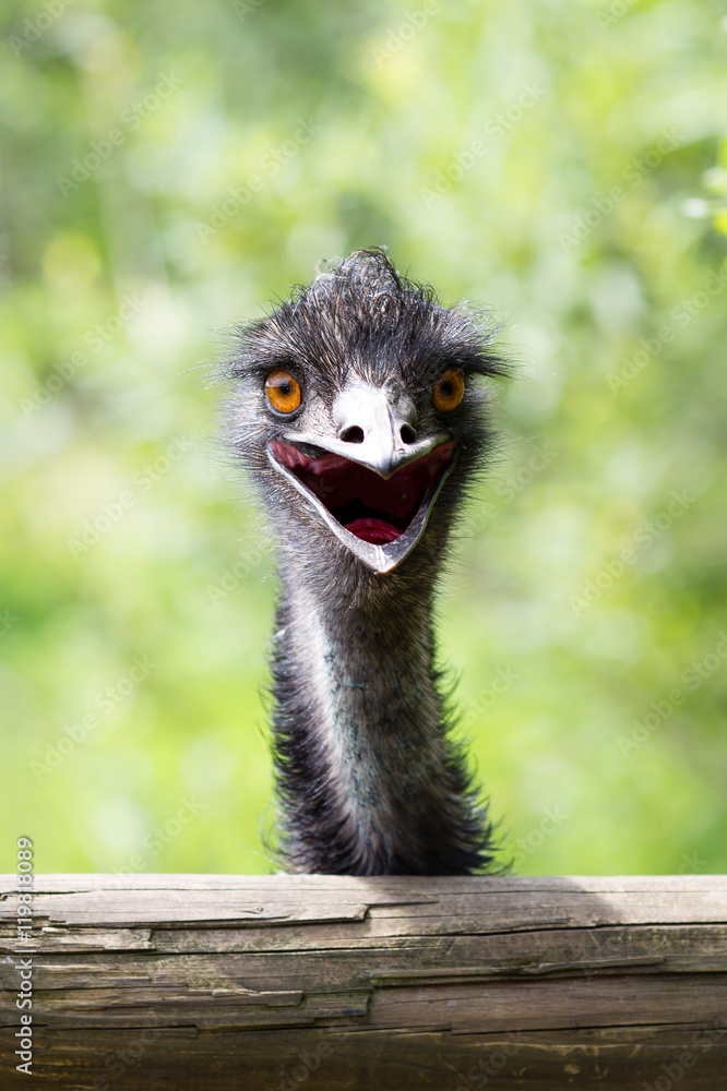Fototapeta premium Portrait of young Emu a Zoo.