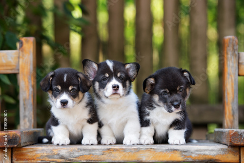 Canvas Print three tricolor welsh corgi puppies posing together