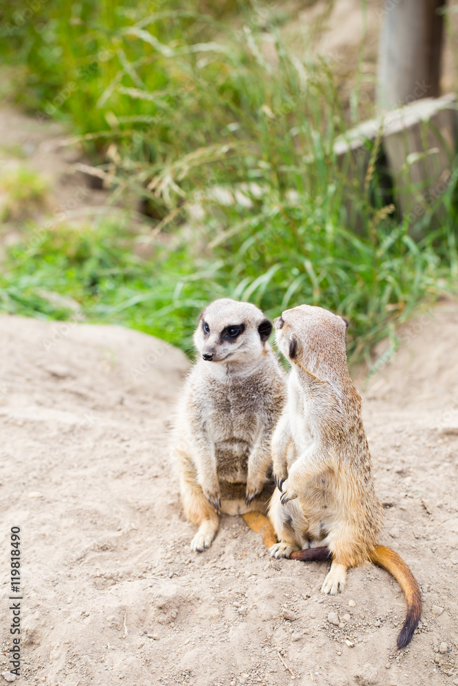 Fototapeta premium Meerkat, Suricata, suricatta also known as the suricate. Wildlif