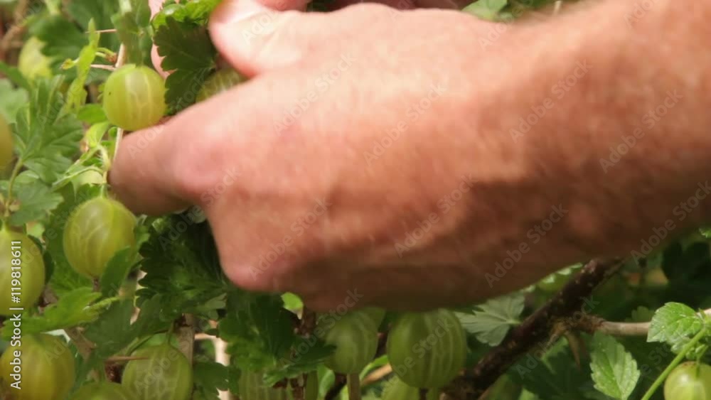 Man picking gooseberries Man picking gooseberries