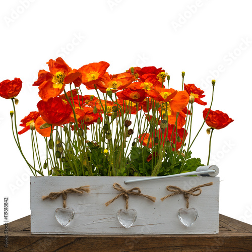 Red poppies on the isolated background