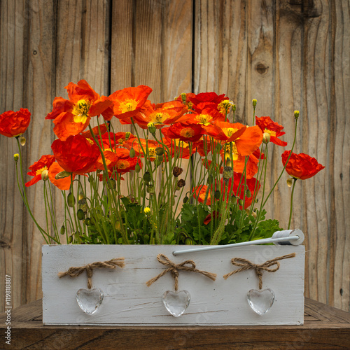 Red poppies on the wood background