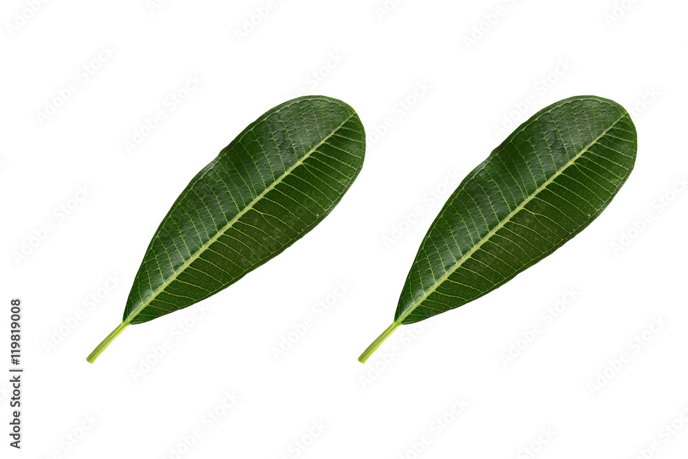 leaf leaves green background isolated white texture plant color leaf leaves green background isolated white texture plant color