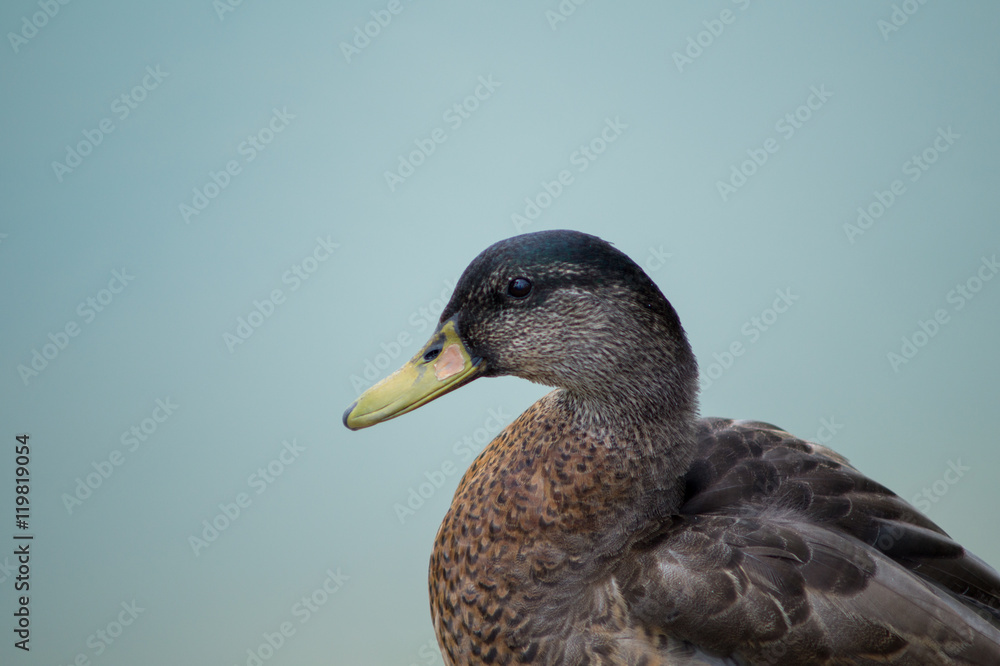 duck, anatide in the foreground on the lake duck, anatide in the foreground on the lake