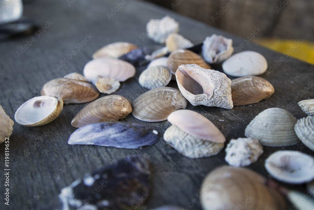 Shells on the wooden board