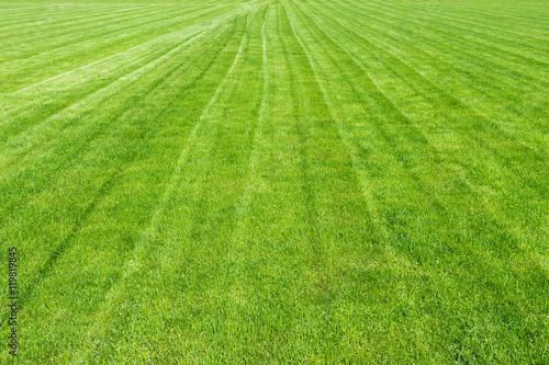 Field of green grass in the summer, background 