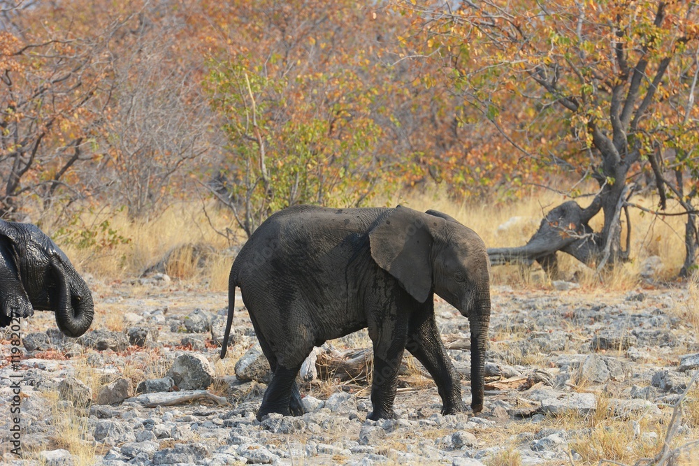 Fototapeta premium Elefantenbaby im Etosha Nationalpark