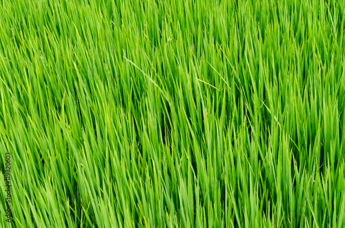 Rice field green grass