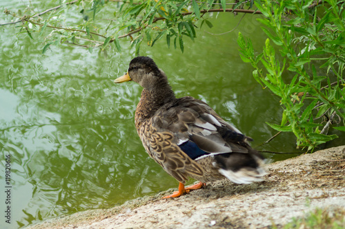 duck, anatide in the foreground on the lake photo