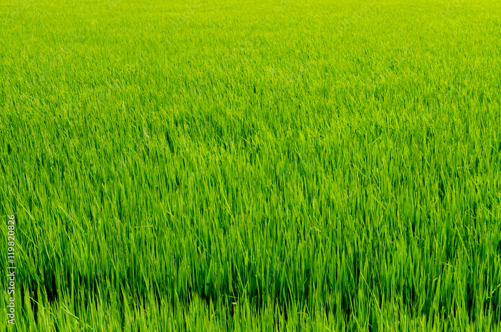Rice field green grass Rice field green grass