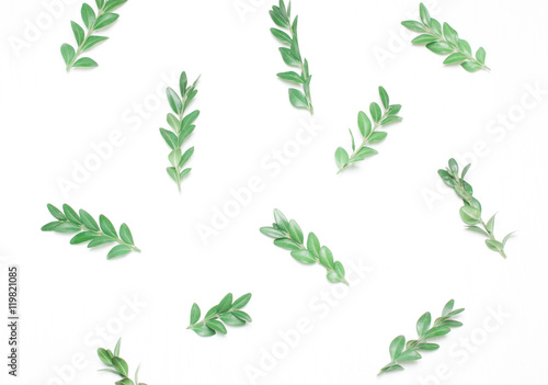 Pattern of green leaves. Type of flat