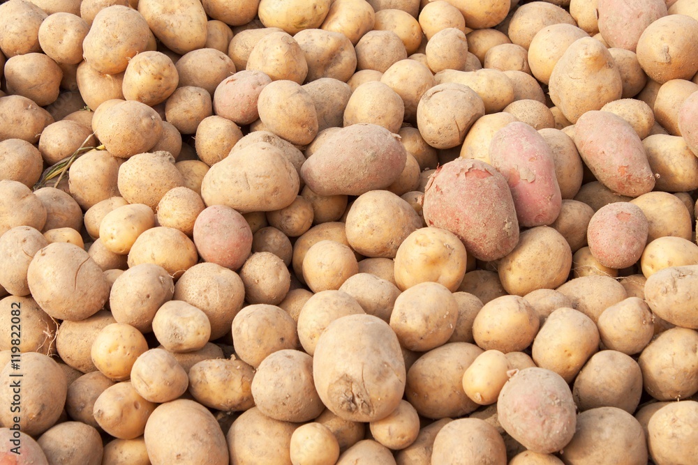 Potatoes raw vegetables food in market for background. Autumn harvest on the farm.
Potatoes raw vegetables food in market for background. Autumn harvest on the farm.