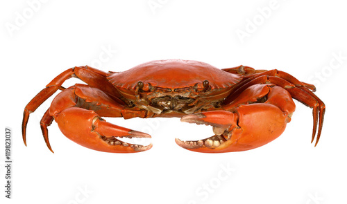 Tableau sur toile Steamed black crab on white background