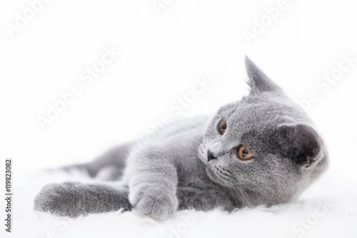 Fototapeta Naklejka Na Ścianę i Meble -  Young cute cat playing on white fur