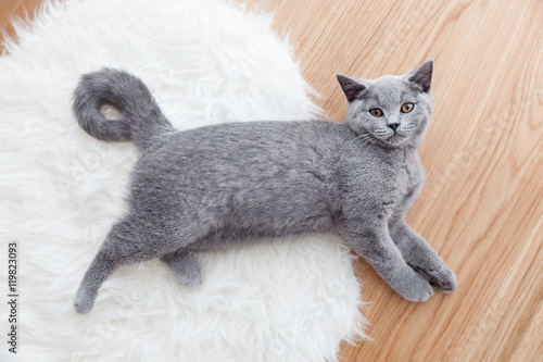 Fototapeta Naklejka Na Ścianę i Meble -  Young cute cat playing on white fur