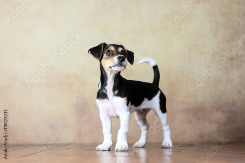 stehender Jack Russell Terrier Welpe