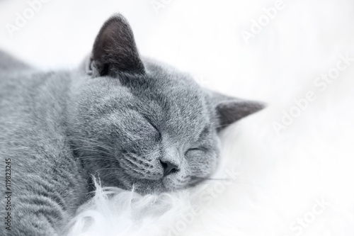 Fototapeta Naklejka Na Ścianę i Meble -  Young cute cat resting on white fur
