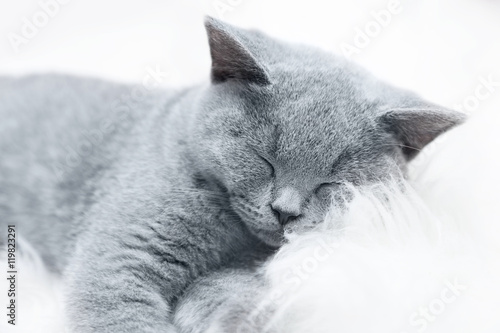 Young cute cat resting on white fur