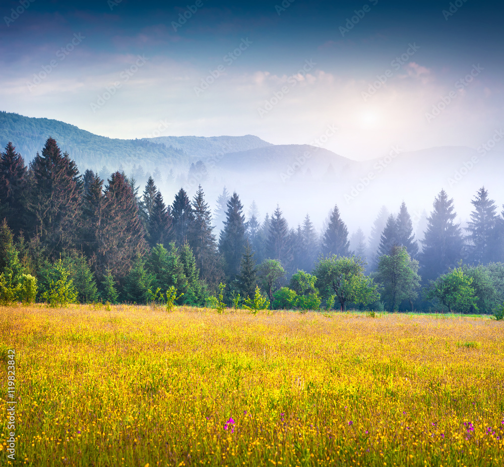 Colorful summer scene in the foggy mountain valley. Fresh grass