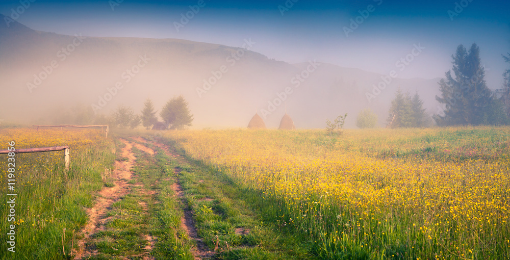 Sunny summer morning in the Carpathians.