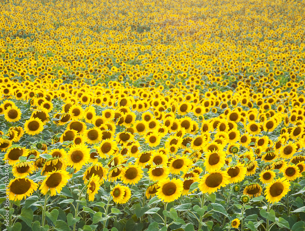 Field with sunflowers Field with sunflowers
