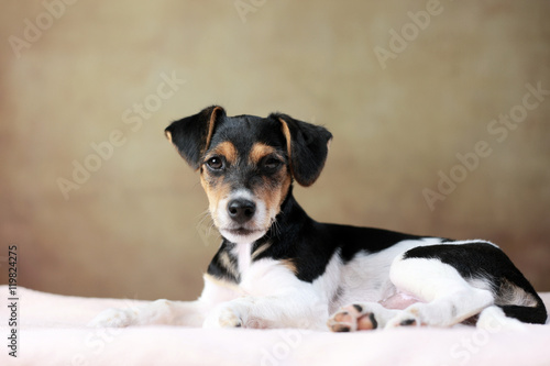 liegender Jack Russell Terrier Welpe © Jana Behr