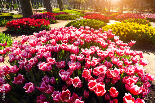 Marvellous pink tulips in the Gulhane (Rosehouse) park, Istanbul photo