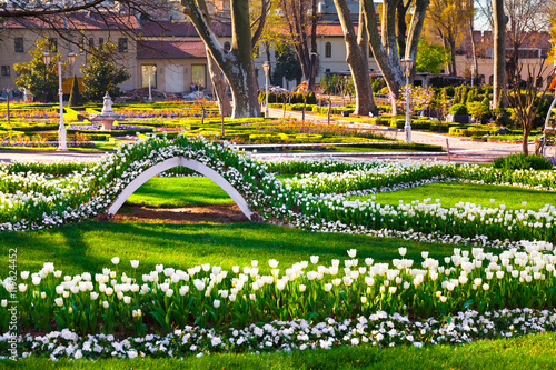 Marvellous white tulips in the Gulhane (Rosehouse) park, Istanbu photo