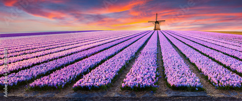 Fototapeta samoprzylepna Dramatyczna scena wiosny na farmie kwiatów.