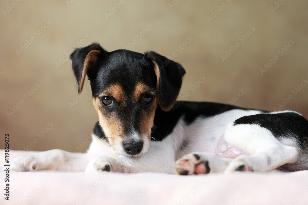 liegender Jack Russell Terrier Welpe liegender Jack Russell Terrier Welpe