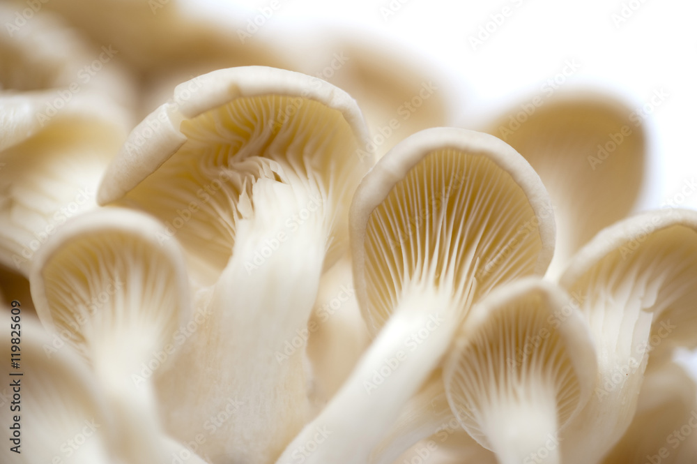 Fresh white oyster mushrooms Fresh white oyster mushrooms
