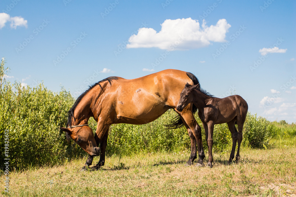 Obraz premium pasturing chestnut horse with little foal